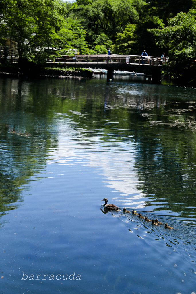 井之頭公園の巻（またしても蔵出し）④