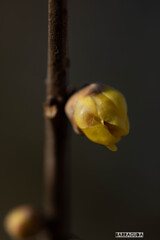 こども植物園草花シリーズ⑤　ロウバイの蕾