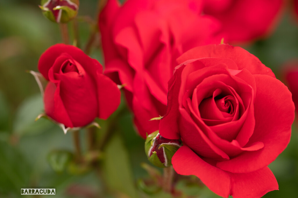 代々木公園バラの園④