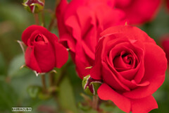 代々木公園バラの園④