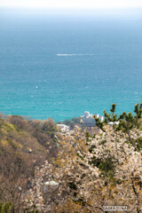 桜と湘南の海②