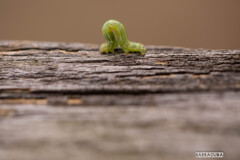 舞岡の名前は知ってそうな虫たち③