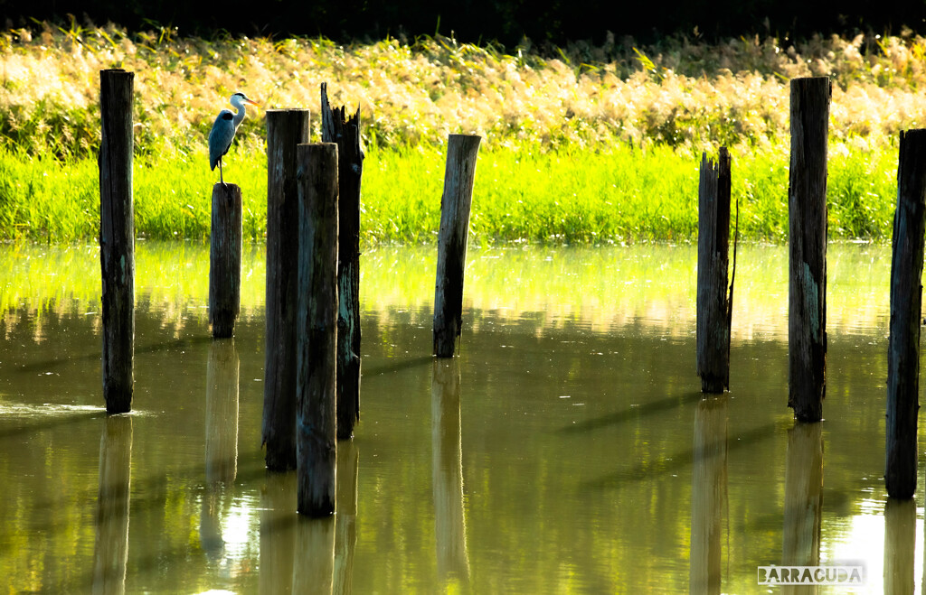 葛西臨海公園③