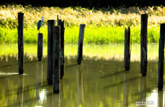 葛西臨海公園③