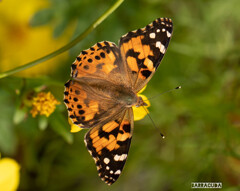 で、蝶で締める。