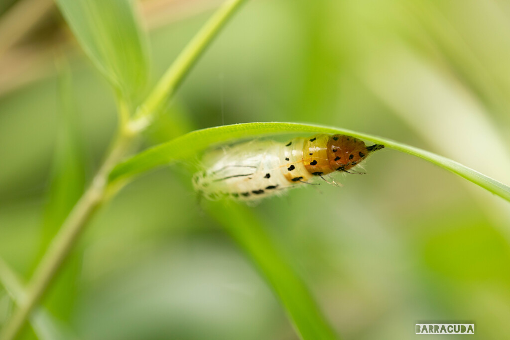 キアシドクガ三態①