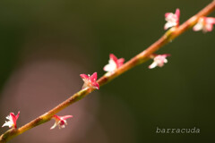 横浜こども植物園にて