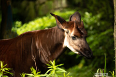 金沢動物園20200621④