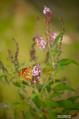 小さい秋を探しに①