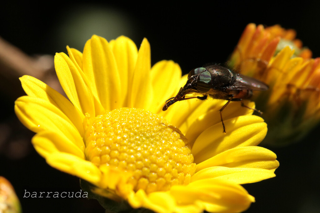 無視できない虫シリーズ⑨