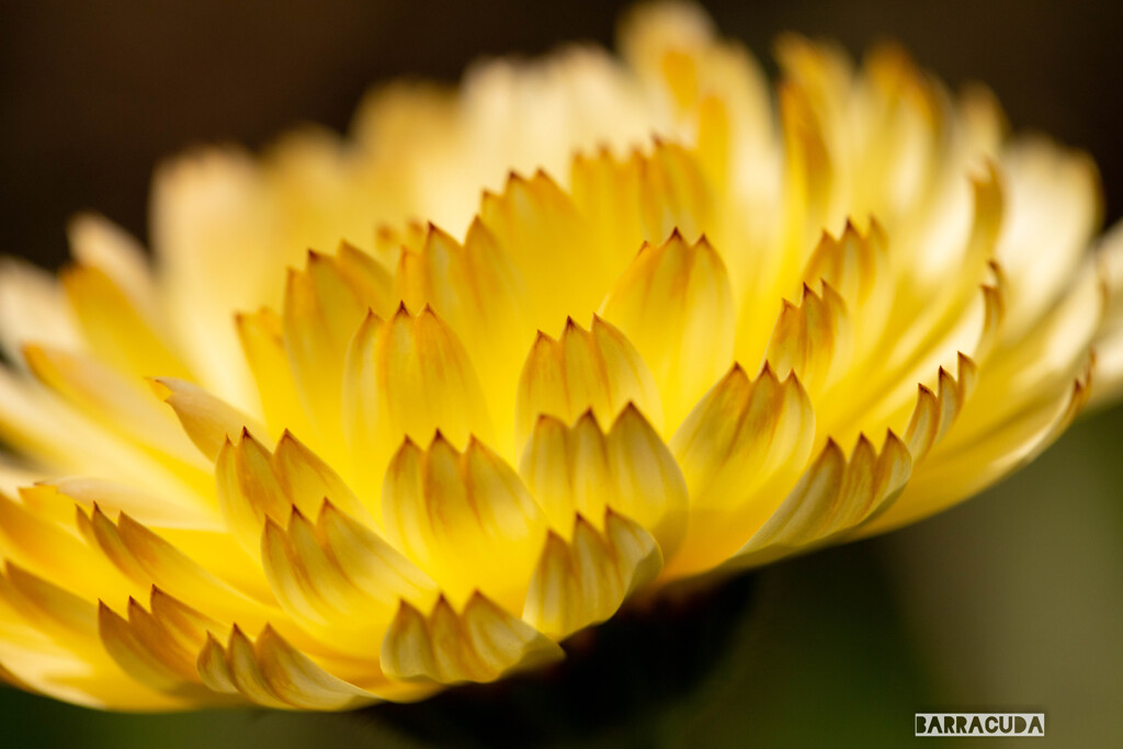 山下公園・港の見える丘公園の花シリーズ⑬
