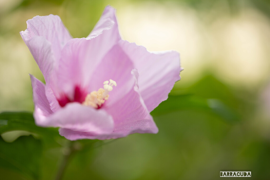 こども植物園の植物たち＆⑤