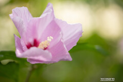 こども植物園の植物たち＆⑤