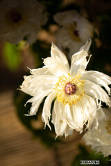 上野ぼたん苑シリーズ③