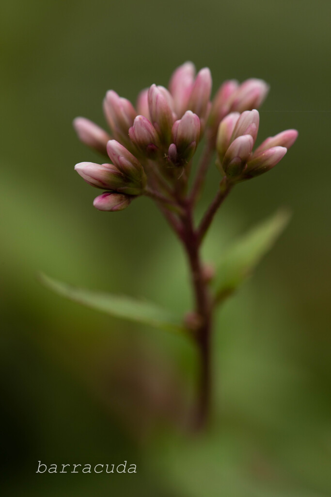 2019年10月こども植物園①