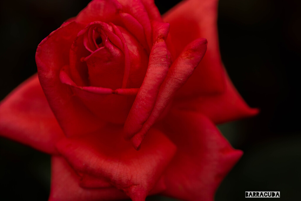 神代植物公園にて④