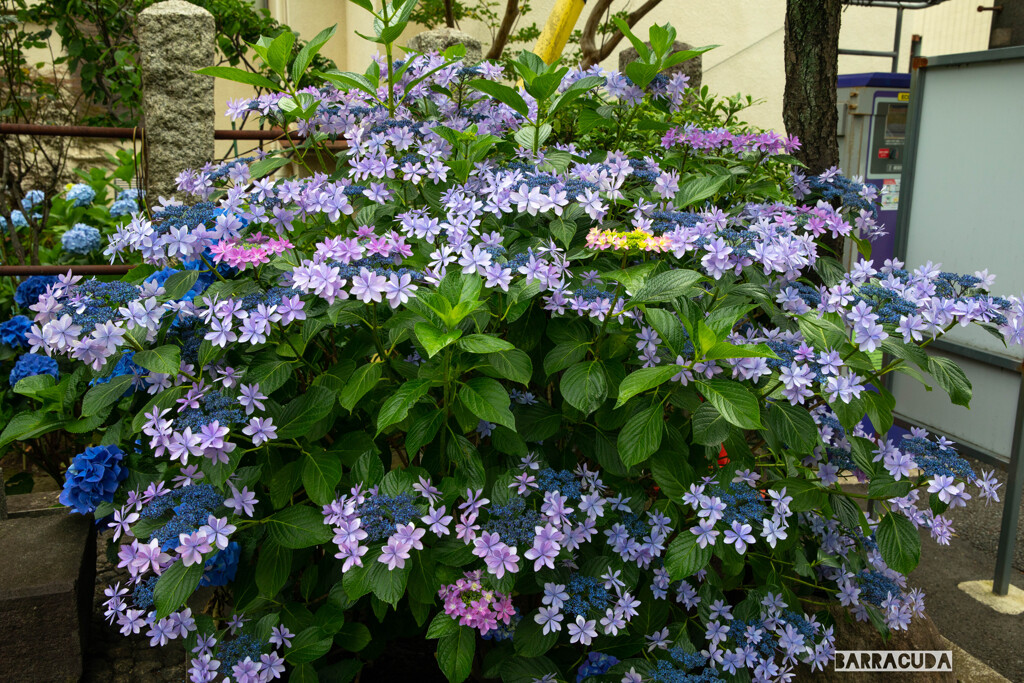 早朝アジサイ観覧⑤