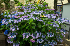 早朝アジサイ観覧⑤