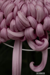 雨のこども植物園①