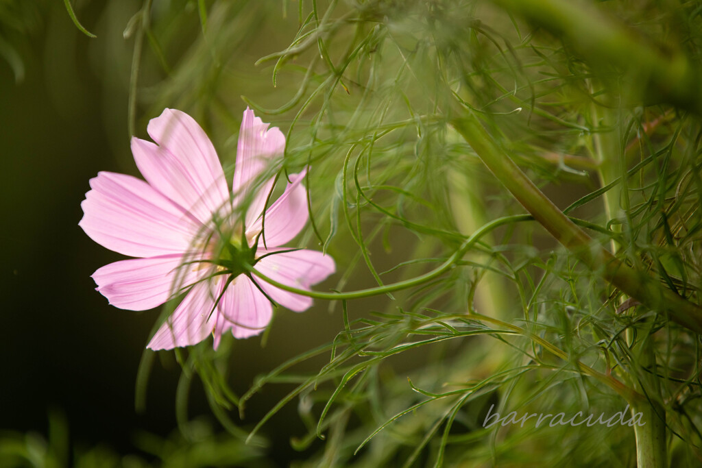 舞岡公園シリーズ