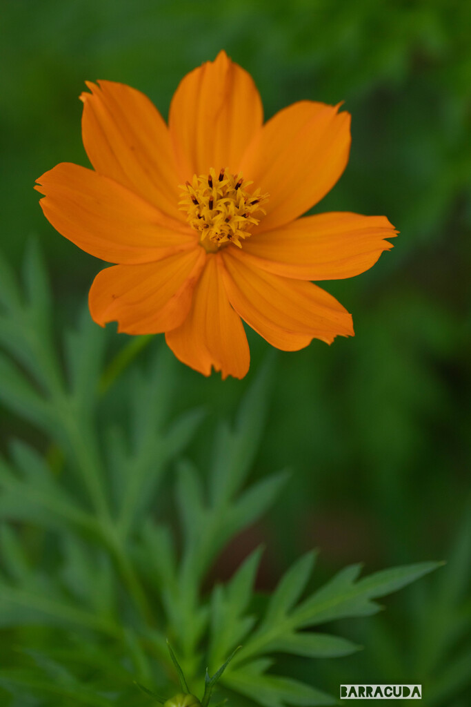 灼熱の小石川植物園④