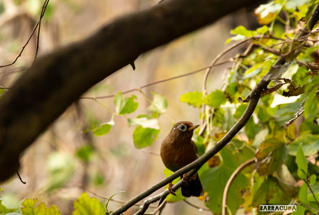 この鳥の名前がわかりません！