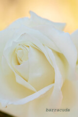 こども植物園ではやっぱりお花じゃないと⑧