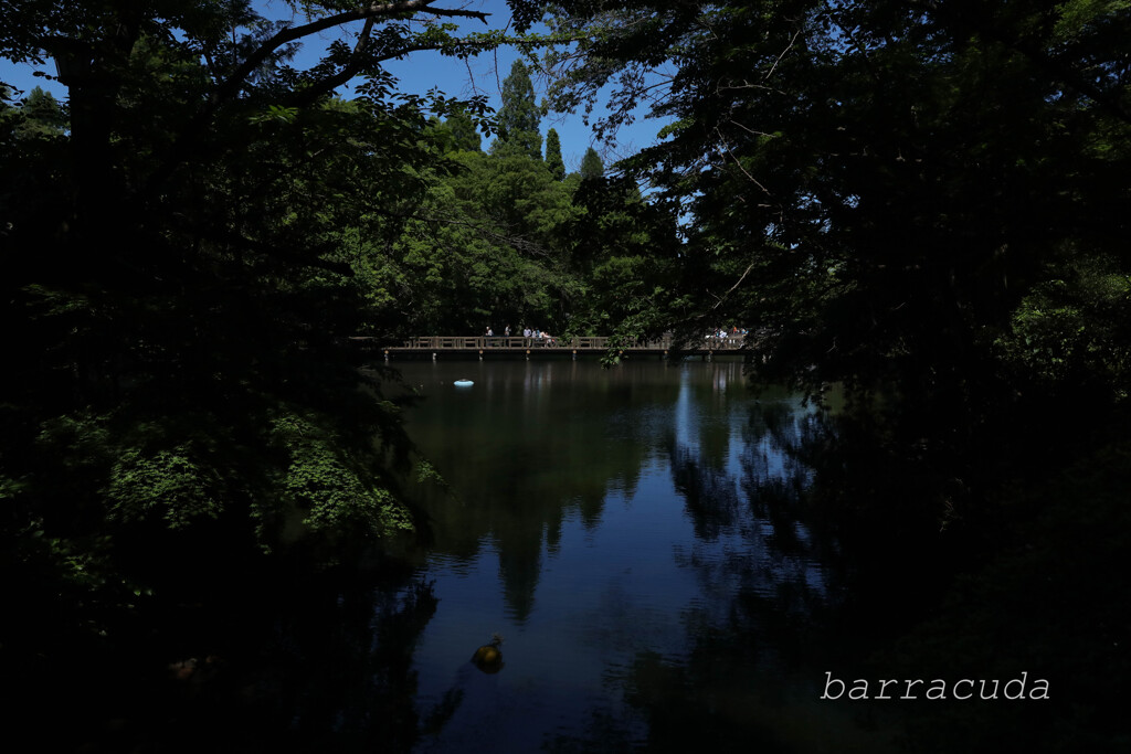 井之頭公園の巻（またしても蔵出し）⑨