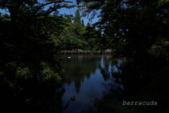 井之頭公園の巻（またしても蔵出し）⑨