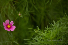 舞岡公園シリーズ