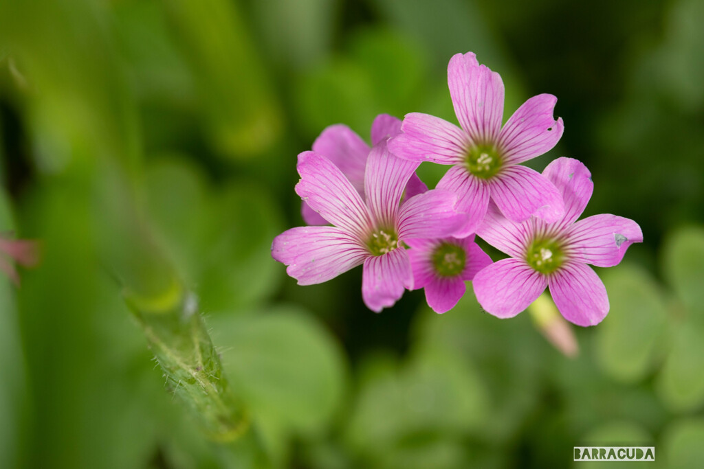 草花シリーズ⑥