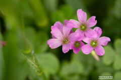 草花シリーズ⑥