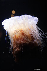 山形旅行『加茂水族館・クラゲ編』②
