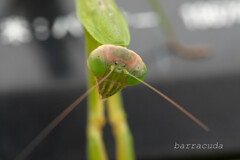 こども植物園の虫たち②