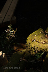 等々力渓谷へ⑦