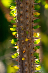 とげとげな幹にちらちらと葉っぱがあります。