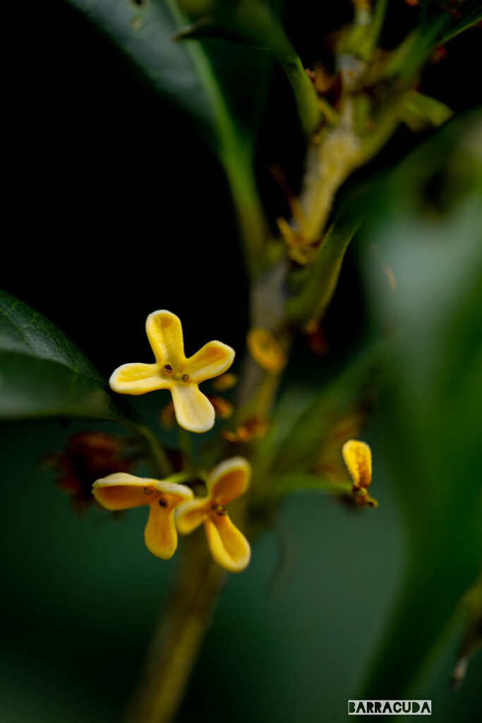 キンモク星からやってきたX星人