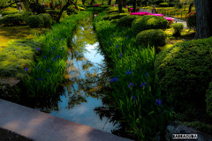 2017年5月金沢旅行　兼六園②