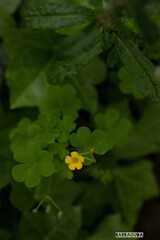 草花シリーズ②