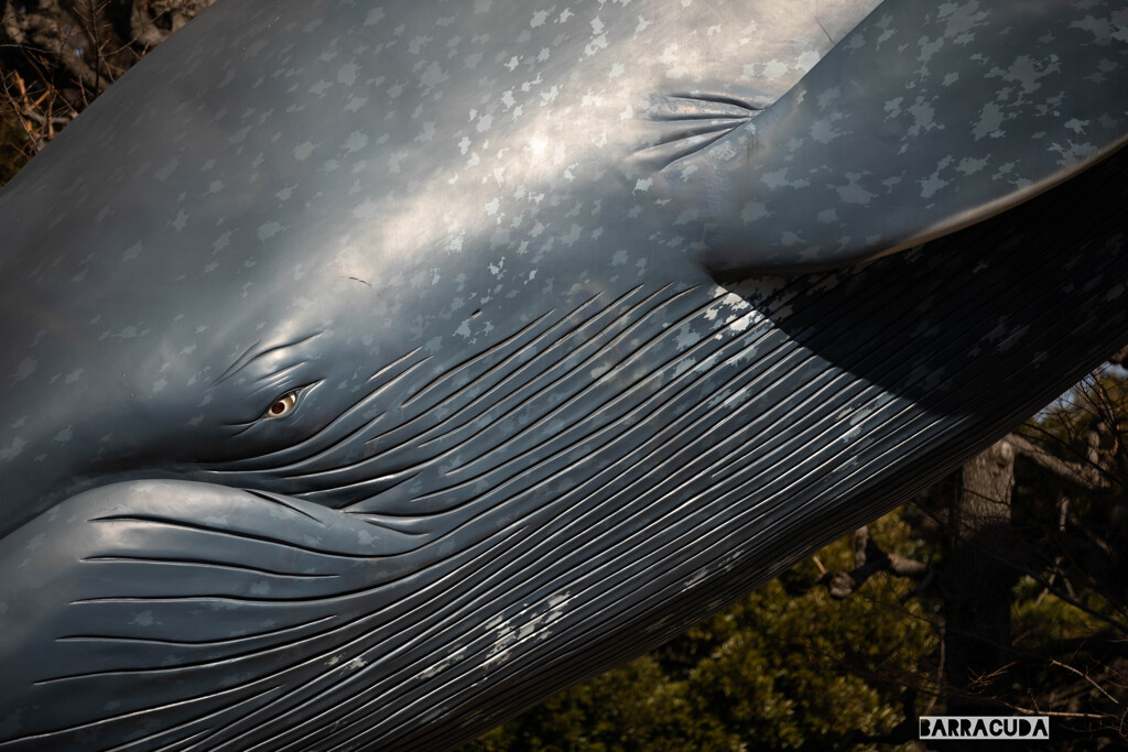 横顔シリーズ④