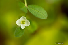 春の花⑤