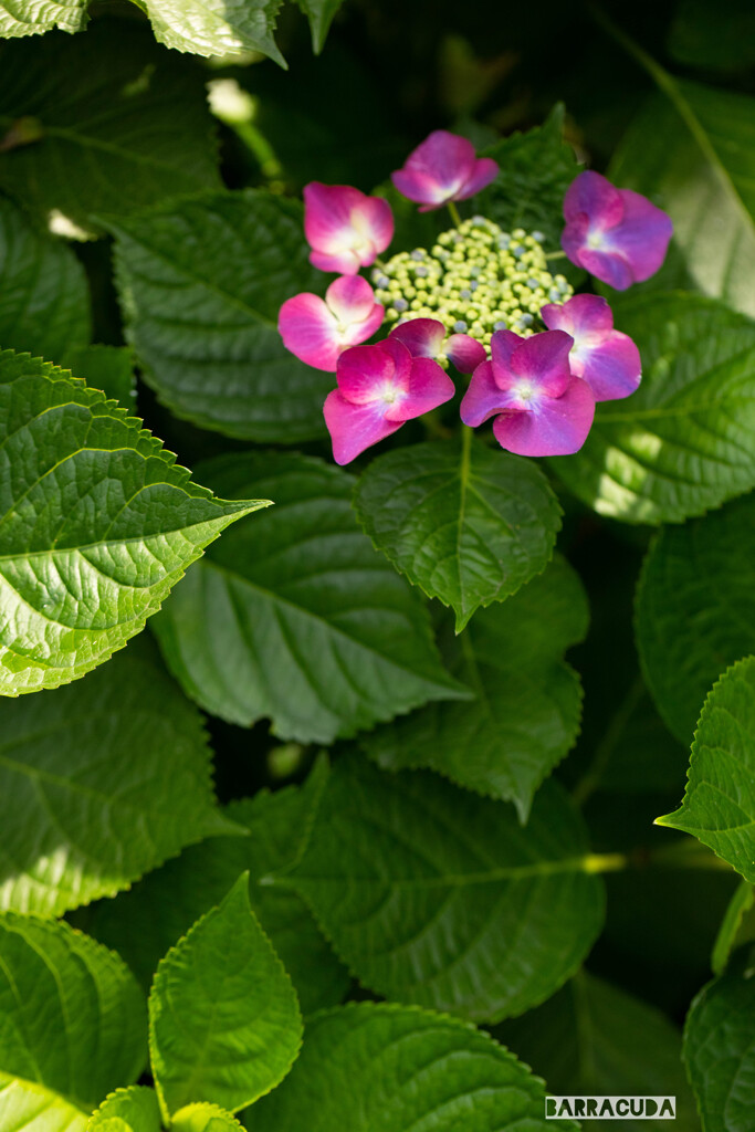 こども植物園の初夏④