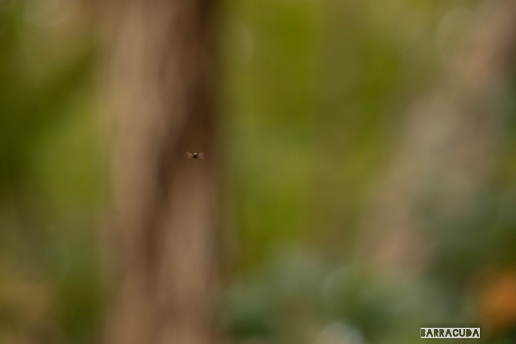 舞岡の秋の仲間③