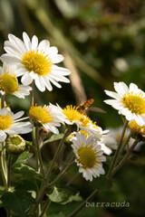 こども植物園ではやっぱりお花じゃないと①