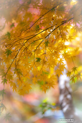 霞む紅葉