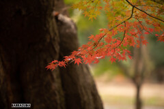 浄真寺のモミジ