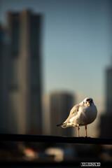 ハマのカモメです。よろしく！