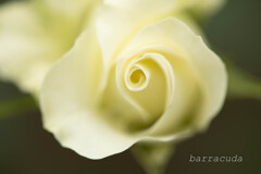 港が見える丘公園⑦