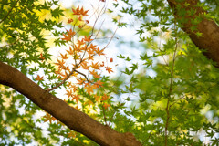 こども植物園で葉っぱの撮影⑦