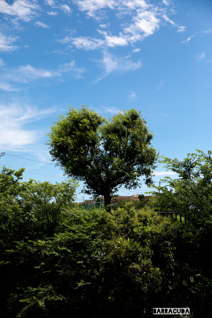 夏空に魅せられて②